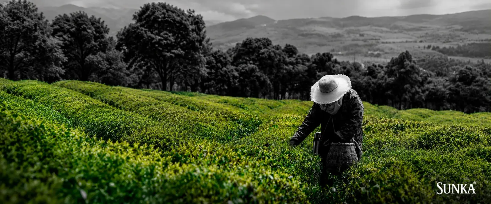 Tazas SUNKA bajo el cielo del Perú